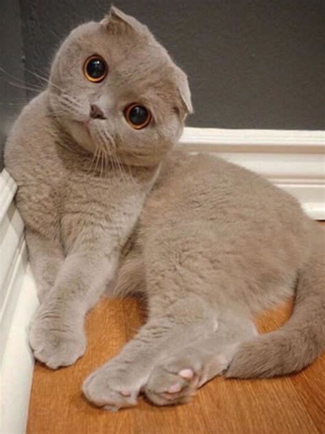 Cat Breeds Scottish Fold - Pets Lovers