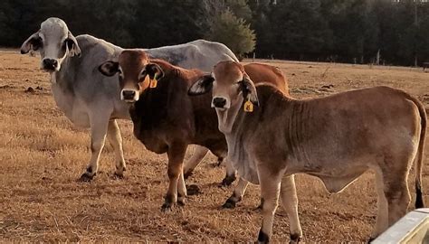 Brahman Cow Color - All About Cow Photos