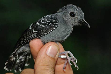 Common Scale-backed Antbird - Willisornis poecilinotus male adult ...