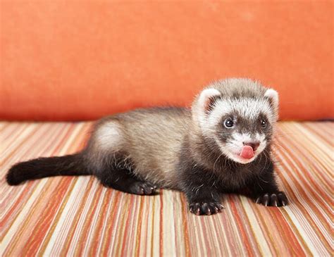 Baby Ferrets or Adults? (Updated Buying Guide)