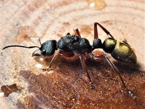 Golden Tailed Bull Ant Queen + 8-9 Workers- Myrmecia Fulvipes – Queen of Ants