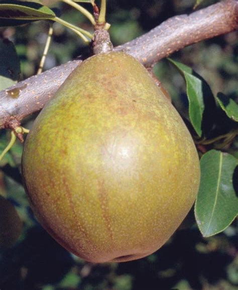 European Pear Trees — Raintree Nursery