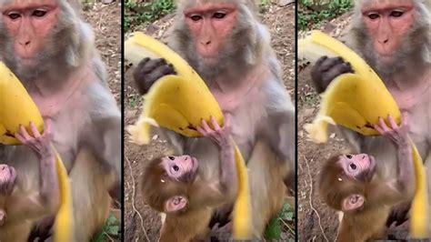 Viral video: Monkey peels off banana in style | Amazing But True - Times of India Videos