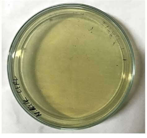 Control plate for Nutrient agar | Download Scientific Diagram