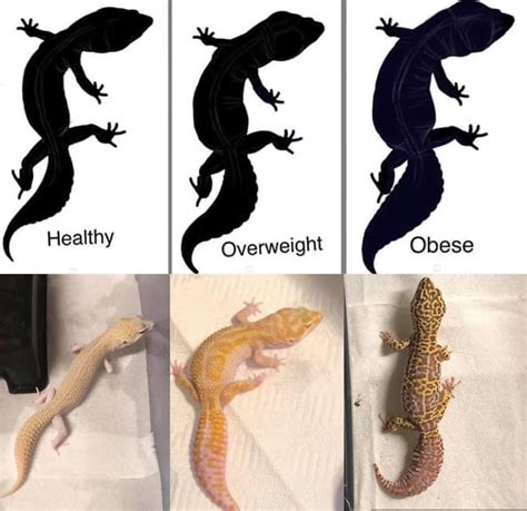 Leopard Gecko Feeding Info | Leopard Gecko Care