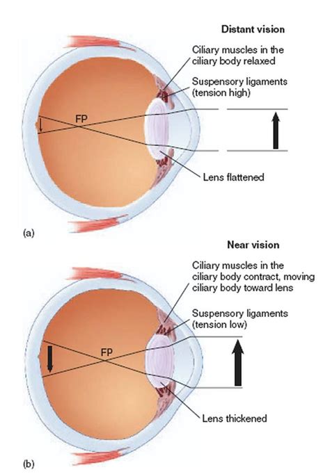 accommodation of the eye - Google Search | Studyyy | Eyes, Diagram, Chart