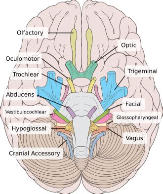 Cranial Nerves - Physiopedia