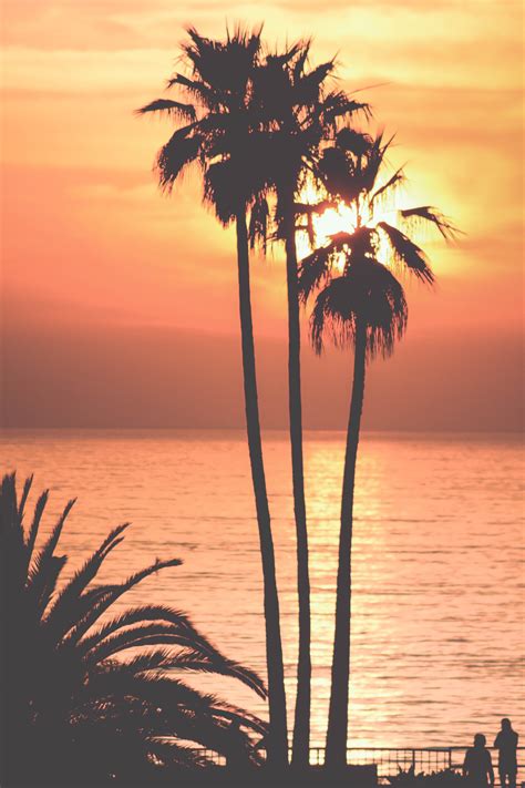 30+ Top Picks For Palm Tree Sunset Iphone Wallpaper Download For Free | Lumegram