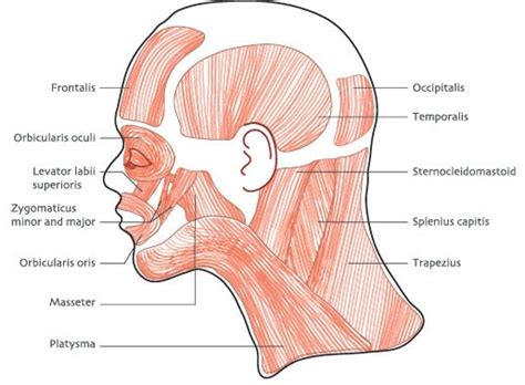 Head And Neck Muscle Diagram / Gross Head And Neck Anatomy / Zenon yeung captured excellent ...