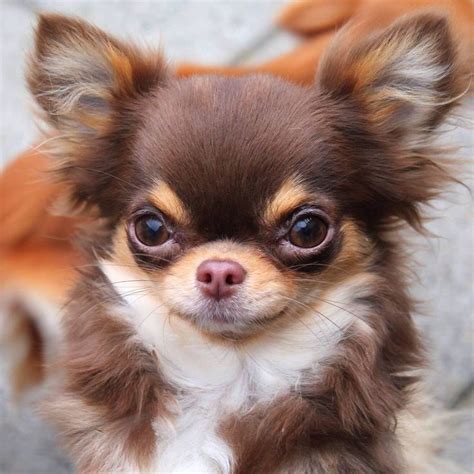 27+ Chihuahua Long Coat Puppy Picture - Codepromos