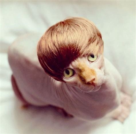 Bieber wig for cats | Love to Laugh | Pinterest | Cats, Funny animal pictures, Crazy cats