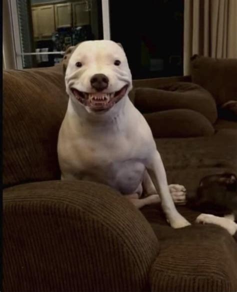 Adorable dog smiling : r/aww