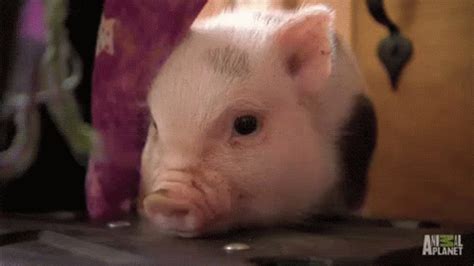 Sniff GIF - Pig Pigs Piggy GIFs | Say more with Tenor