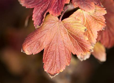 Autumn leaf. close-up stock photo. Image of beauty, objects - 104248064