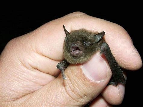 Western Small-footed Myotis | Animals Happen Wildlife Control