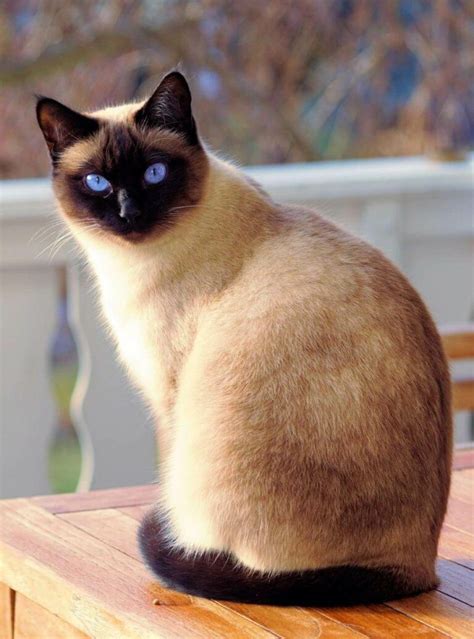 Thai Cat: Breed Information & Characteristics | Pet Reader