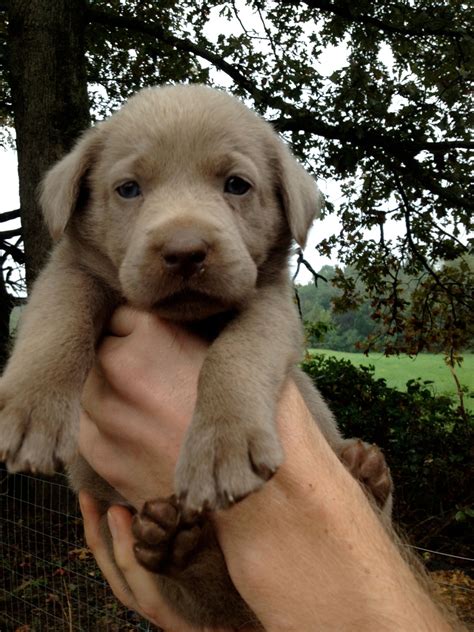 Silver Lab Puppies Oregon : Silver Lab Puppies for Sale - 3-19-2020 ...