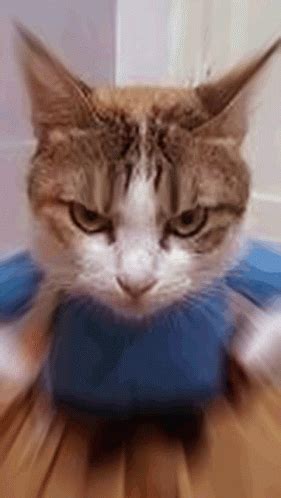 Angry Cat Cute Cat GIF - Angry Cat Cat Cute Cat - Discover & Share GIFs ...