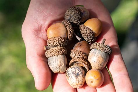 The Surprising Truth About Acorns and Oak Nuts - You Won't Believe the Difference! | Regretless