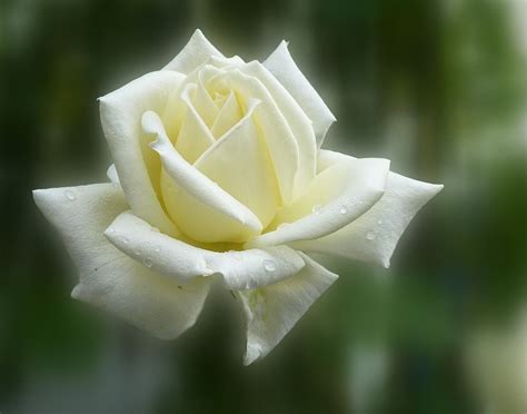 Imagenes De Rosas Blancas