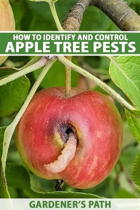 How to Identify and Control 11 Apple Tree Pests | Gardener’s Path