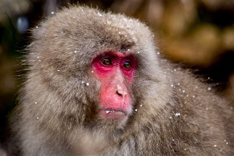 Portrait of a Snow Monkey 5 Stock Photo - Image of macaques, ancestors: 107462754