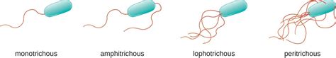 Bacteria having a tuft of flagella at one end are toppr.com