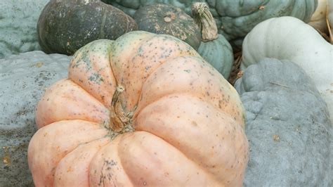 Fall Decorating Tips | Pumpkins and Gourds | Mulhall's Garden + Home