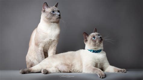 Siamese Cat Wallpapers - Top Free Siamese Cat Backgrounds - WallpaperAccess