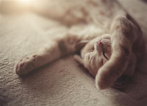 20 Cat Sleeping Positions and What They Mean | PetMD