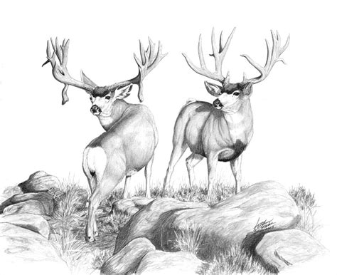 Mule Deer Sketch at PaintingValley.com | Explore collection of Mule ...