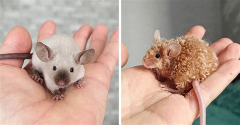 Polish Mouse Breeder Shares 40 Pics Of Their Fancy Mice | Bored Panda