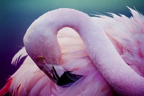 HD wallpaper: pink and white bird flying painting, flamingo, birds, sky ...