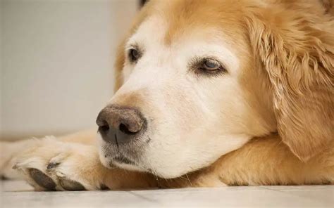 Dry Nose: A Symptom Of Illness In Dogs?