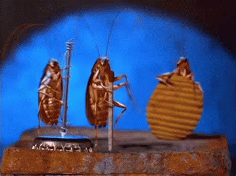 Cockroach Band Music GIF - CockroachBand Music PlayingBand - Discover & Share GIFs