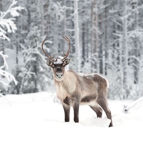 Reindeer | Female reindeer, Animals, Reindeer