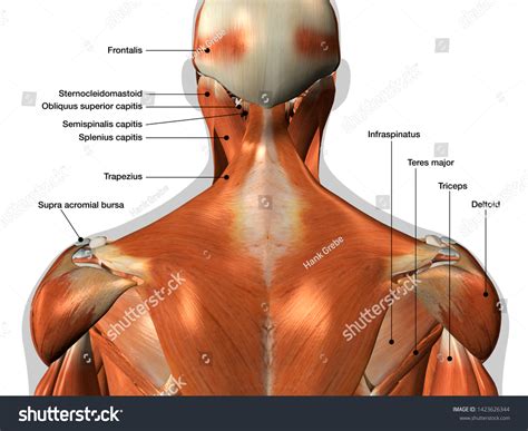 Muscles Neck: Over 12,792 Royalty-Free Licensable Stock Illustrations & Drawings | Shutterstock