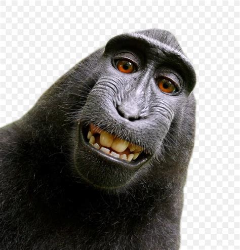 Celebes Crested Macaque Monkey Selfie Lawsuit, PNG, 1085x1132px, Celebes Crested Macaque ...