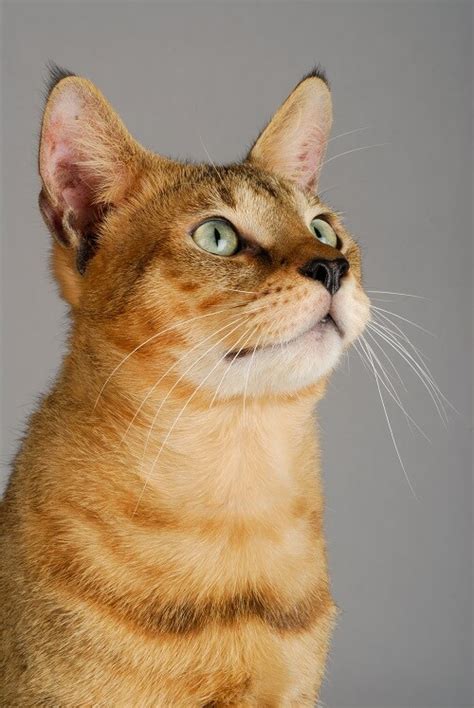 Chausie Cat Breed: Size, Appearance & Personality