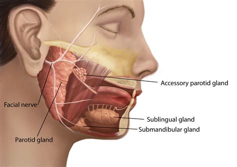 Parotid Gland Anatomy; Parotid Tumor; Accessory Parotid Gland; Facial Nerve