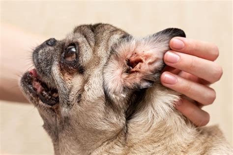 signs of ear mites in dogs | Veterinary Blog for Los Angeles – Shiloh ...