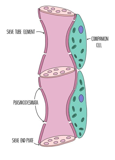 Xylem and Phloem (A Level) — the science sauce