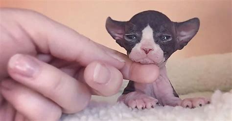 30 Adorable Sphynx Photos To Change Every Sphynx-Haters’ Mind | Bored Panda