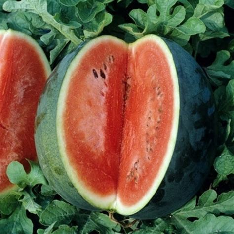 Watermelon Seeds - Florida Giant | Vegetable Seeds in Packets & Bulk | Eden Brothers