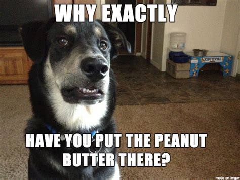 Skeptical Dog is Skeptical - Meme Guy