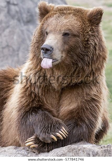 Grizzly Bear Claws Tongue Stock Photo 577841746 | Shutterstock