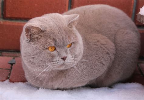 Lilac British Shorthair | British shorthair cats, Fluffy cat, Cute cats