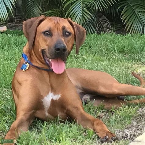 Stud Rhodesian Ridgeback - Stud Dog in Florida , United States | Breed Your Dog