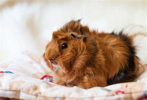 15 Cute Guinea Pig Breeds for Those Who Are Looking to Adopt One