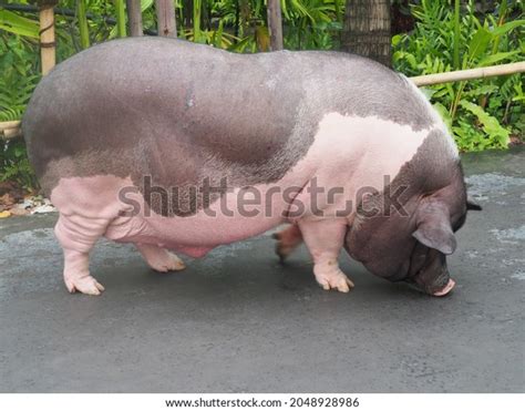 1,907 Fat Pig And Grey Pig Images, Stock Photos & Vectors | Shutterstock